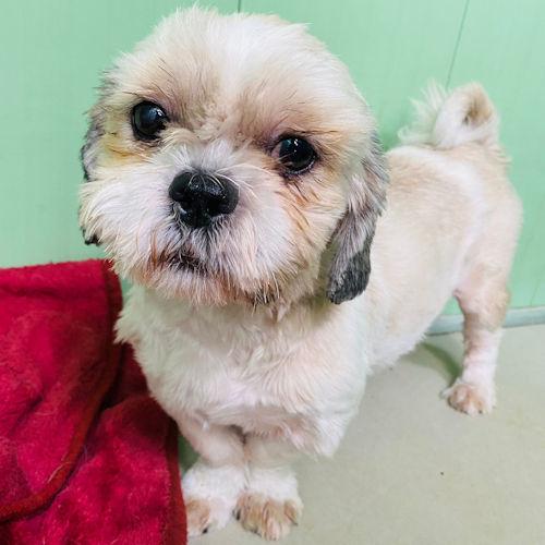 Penarth Times: Van - eight months old, male, Shih Tzu. Van has come to us from a breeder to find a loving home. He is a playful pup when around his kennel friends but sadly this confidence disappears around people and he becomes very worried. With time and love, it
